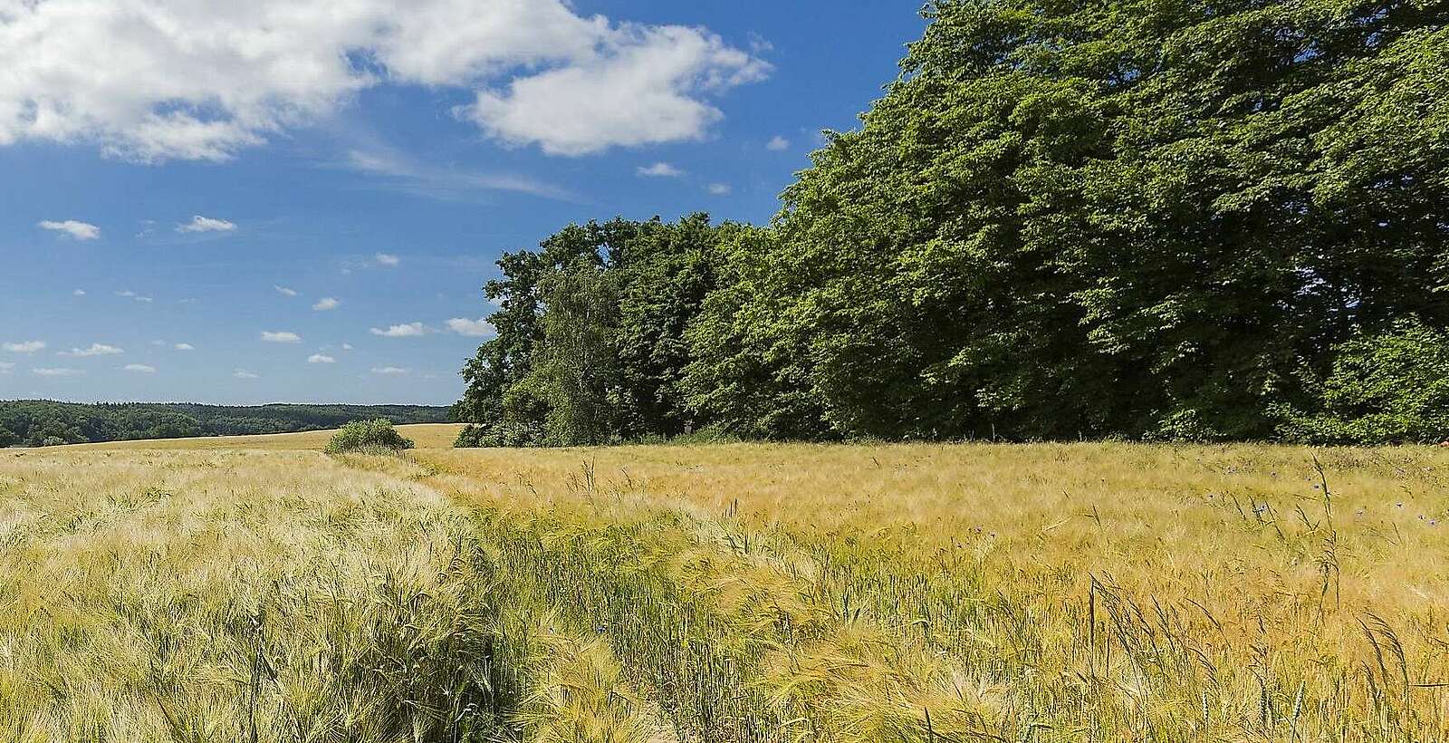 Landschaft bei Haßleben in der Uckermark,
            
        
                Foto: TMB Tourismus-Marketing Brandenburg GmbH/Steffen Lehmann