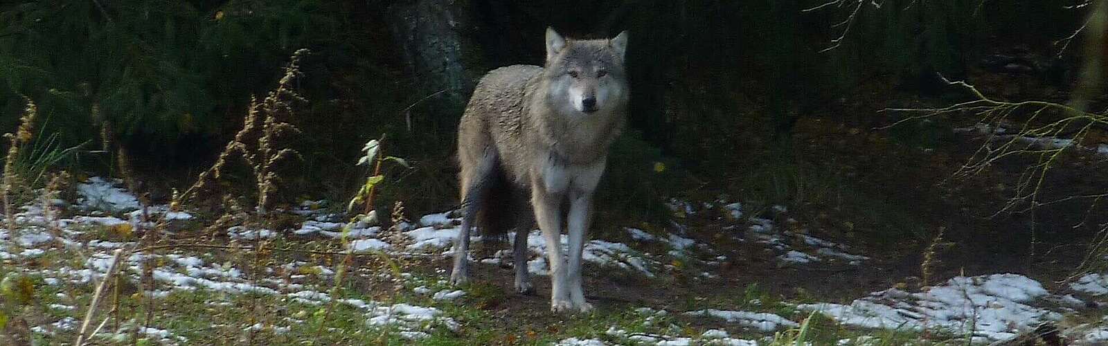 Wolf im Gehege,
            
        
                Foto: TMB Tourismus-Marketing Brandenburg GmbH/Ronald Keusch