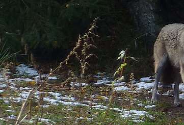 Wolf im Gehege