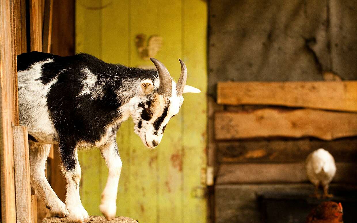 Neugierige Ziege