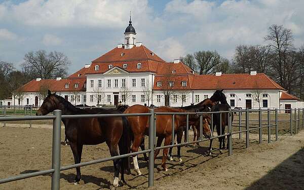 Brandenburgisches Haupt- und Landgestüt Neustadt (Dosse)