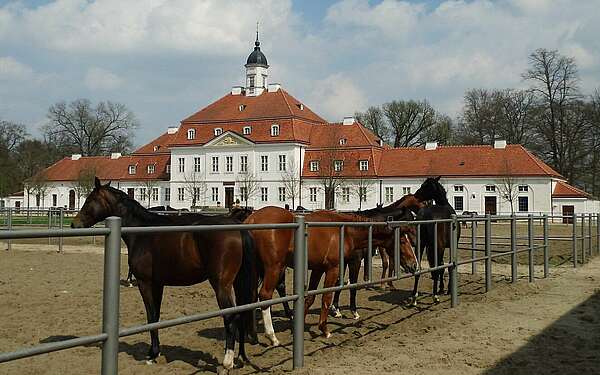 Brandenburgisches Haupt- und Landgestüt Neustadt (Dosse)