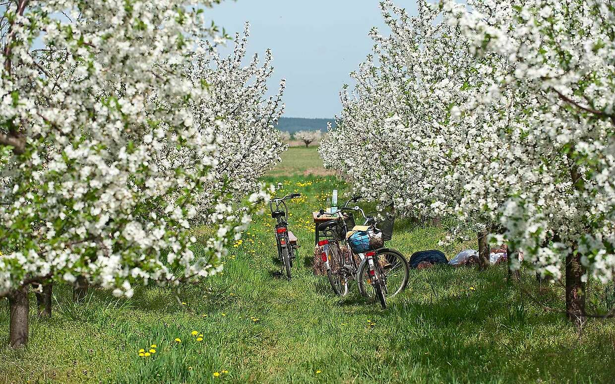 Radfahrer liegen unter blühenden Obstbäumen