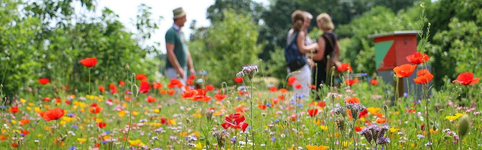 Blumenwiese im Sommer,
            
        
                Foto: Tourismusverband Prignitz e.V./Lukas Häuser