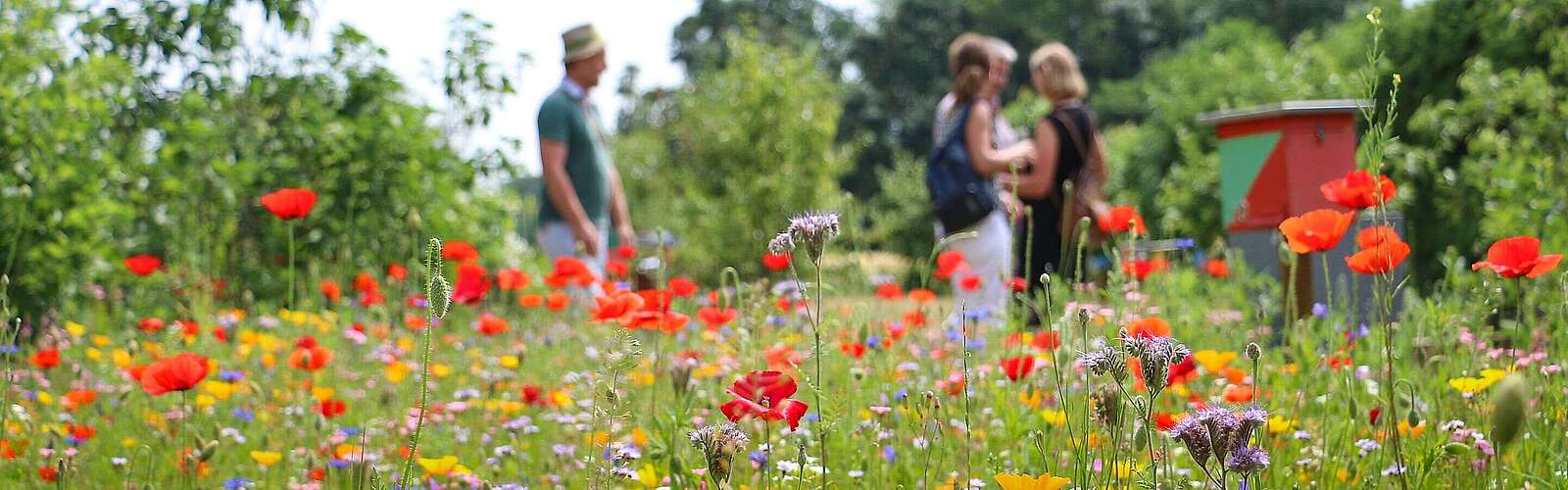Blumenwiese im Sommer