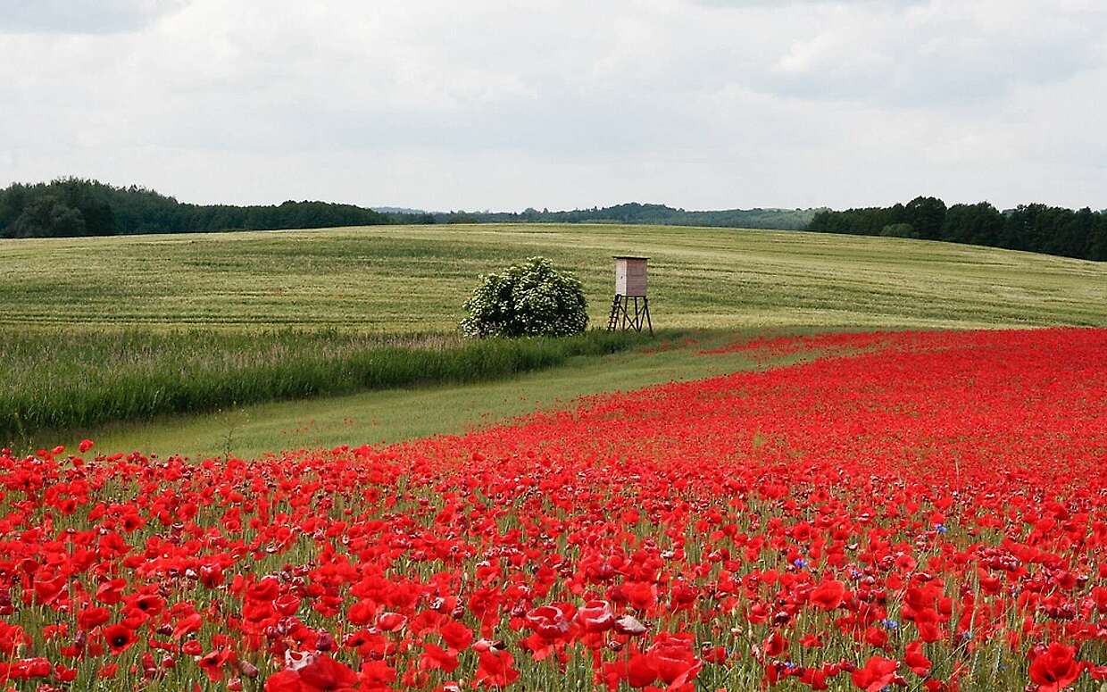 Wer nicht nur am See sein möchte, kann auch durch Mohnfelder spazieren.