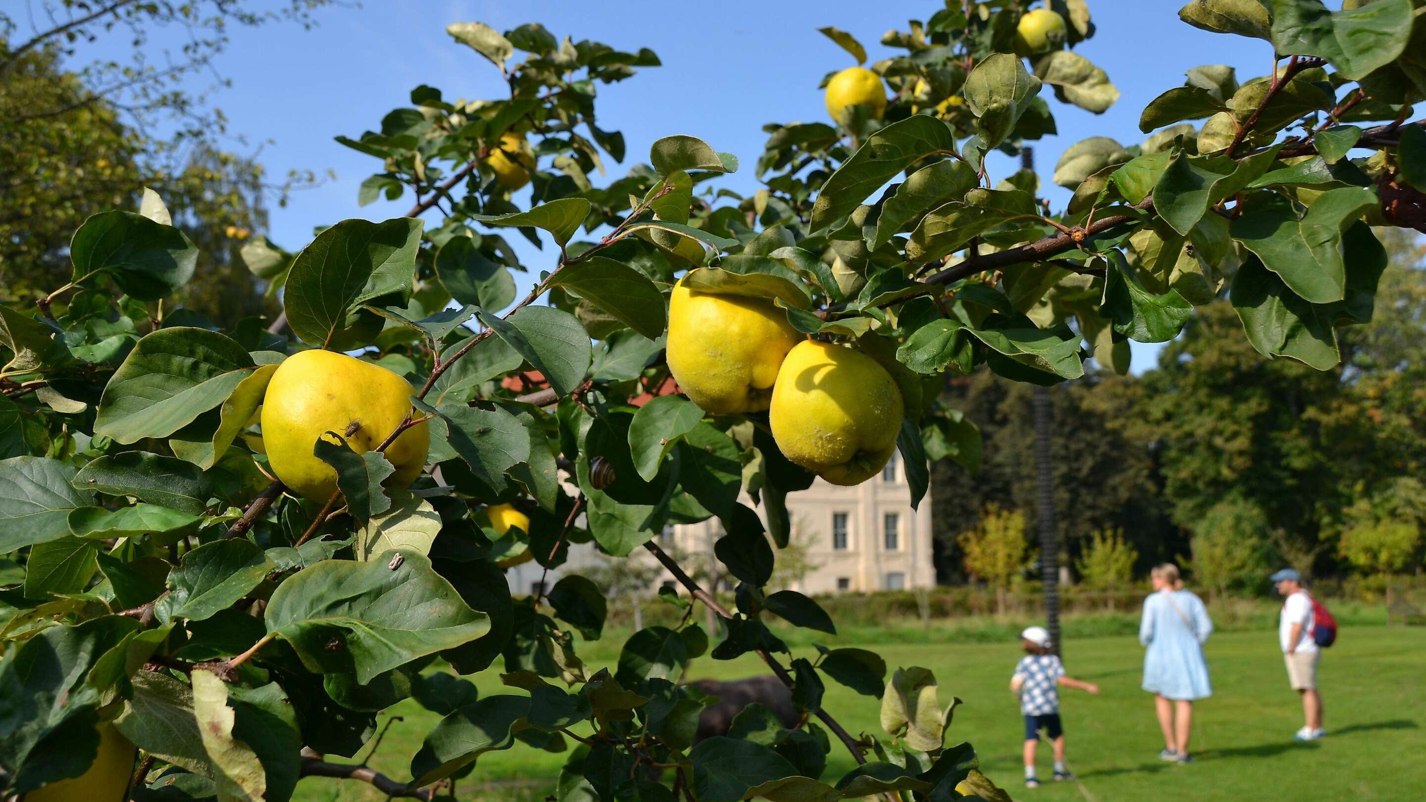 Gärten und Parks in Brandenburg