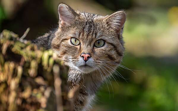 Luchs im Wildnisgebiet Jüterbog