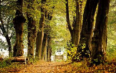 Allee zum Gut Boltenhof