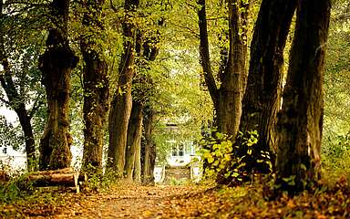 Allee zum Gut Boltenhof