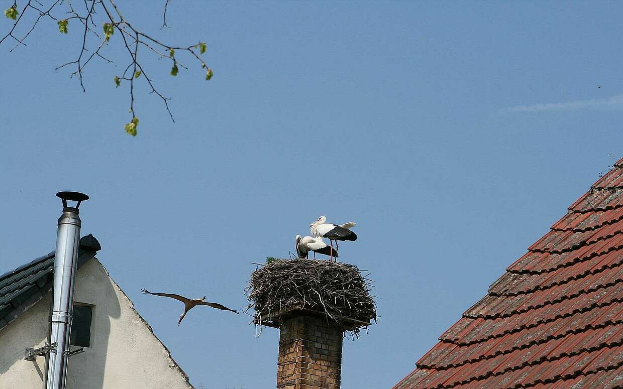 Störche in Linum