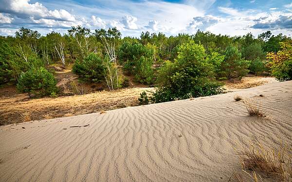 Binnendüne im Wildnisgebiet Jüterbog