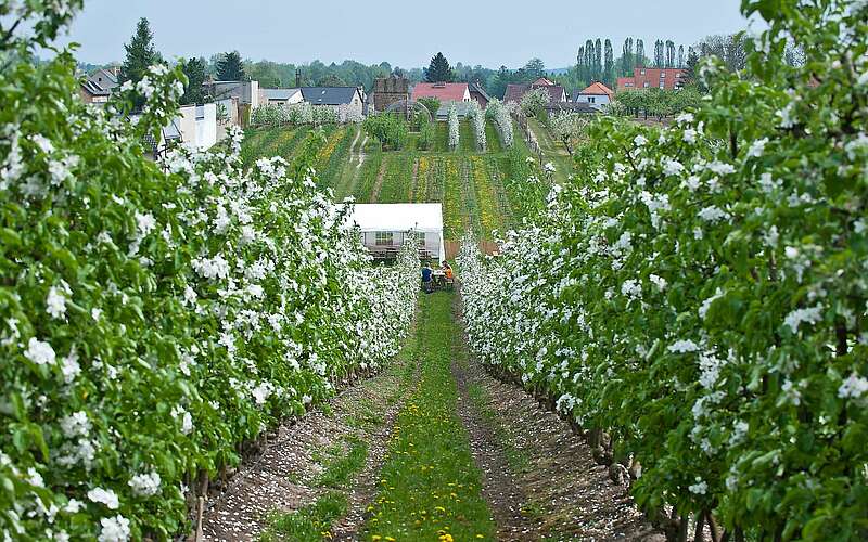 



    
        
                Obstplantage beim Baumblütenfest in Werder,
            
        
                Foto: TMB Tourismus-Marketing Brandenburg GmbH/Yorck Maecke
            
    
