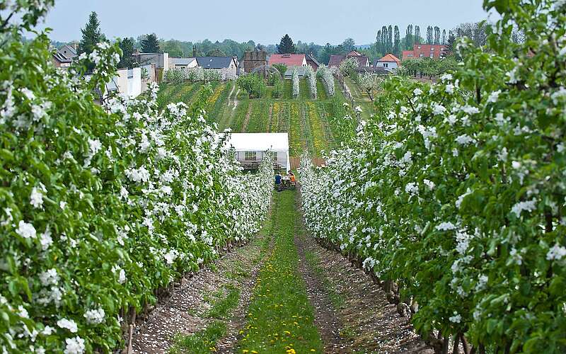 Obstplantage beim Baumblütenfest in Werder