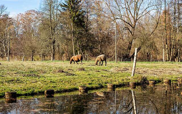 Tiere im Spreewald