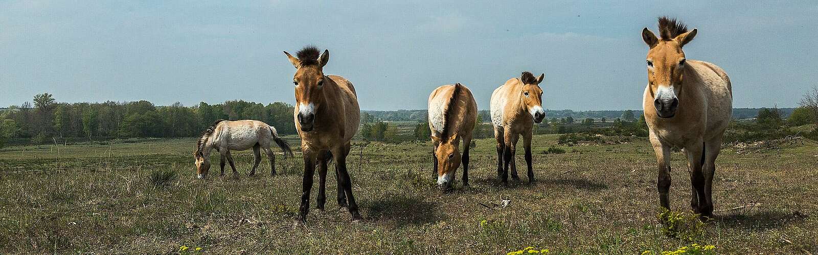 Przewalski-Pferde in Sielmanns Naturlandschaft Döberitzer Heide,
        
    

        Foto: Fotograf / Lizenz - Media Import/Steffen Lehmann