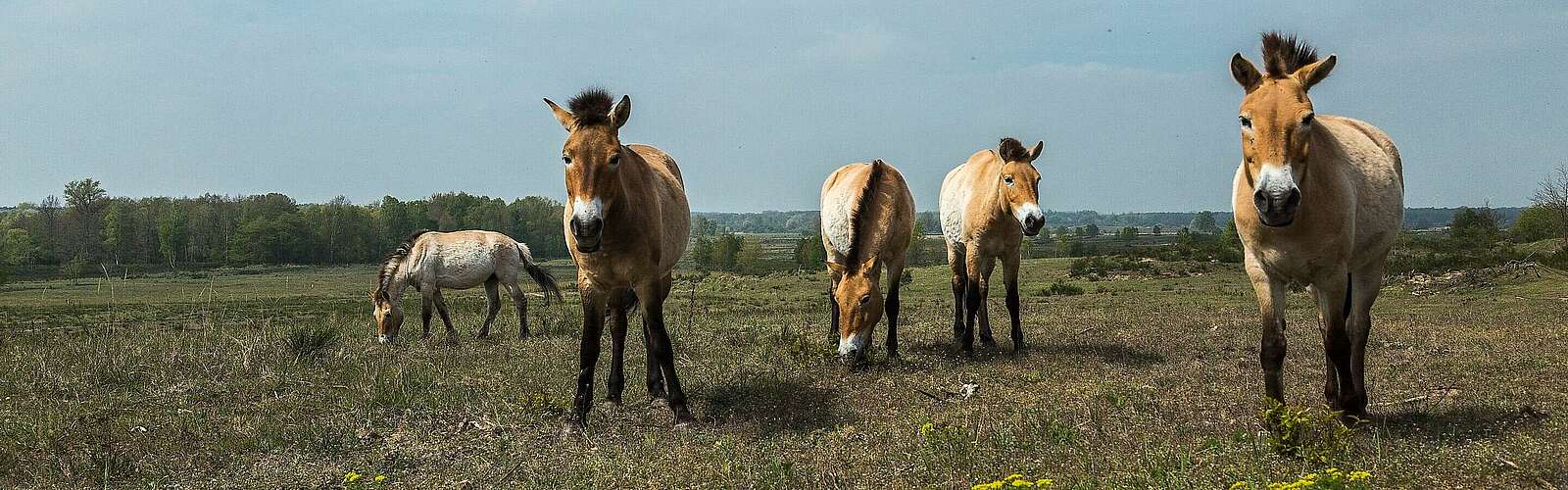Przewalski-Pferde in Sielmanns Naturlandschaft Döberitzer Heide,
            
        
                Foto: TMB Tourismus-Marketing Brandenburg GmbH/Steffen Lehmann