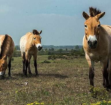 Przewalski-Pferde in Sielmanns Naturlandschaft Döberitzer Heide