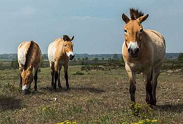 Przewalski-Pferde in Sielmanns Naturlandschaft Döberitzer Heide