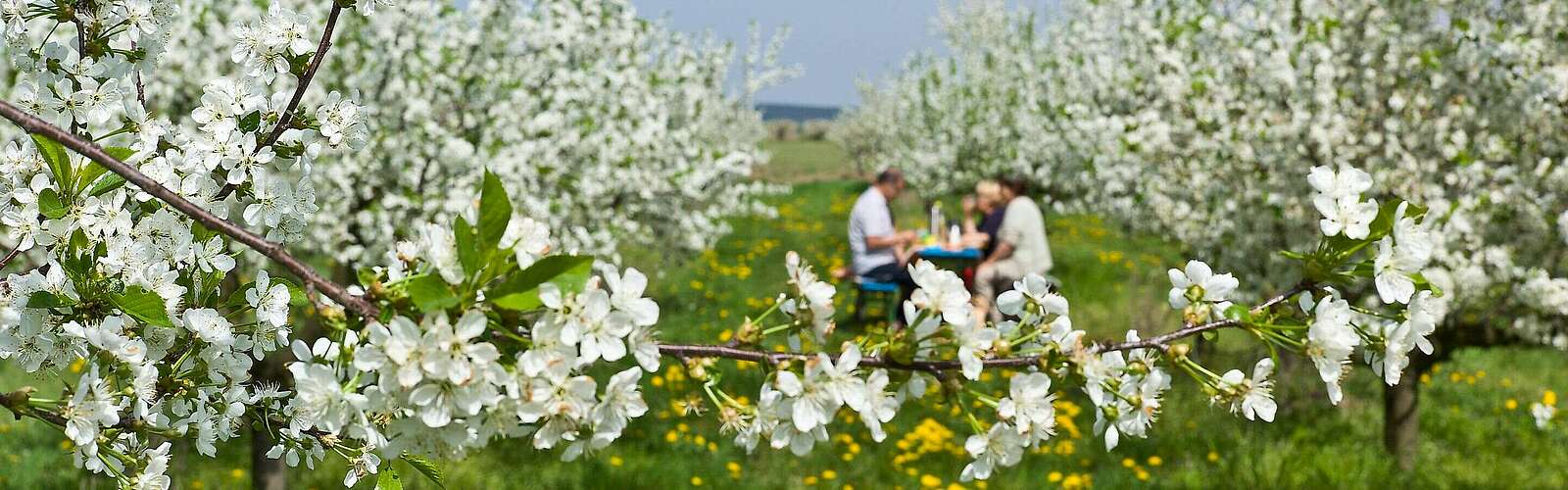 Baumblütenfest unter den Obstbäumen,
        
    

        Foto: Fotograf / Lizenz - Media Import/Steffen Lehmann