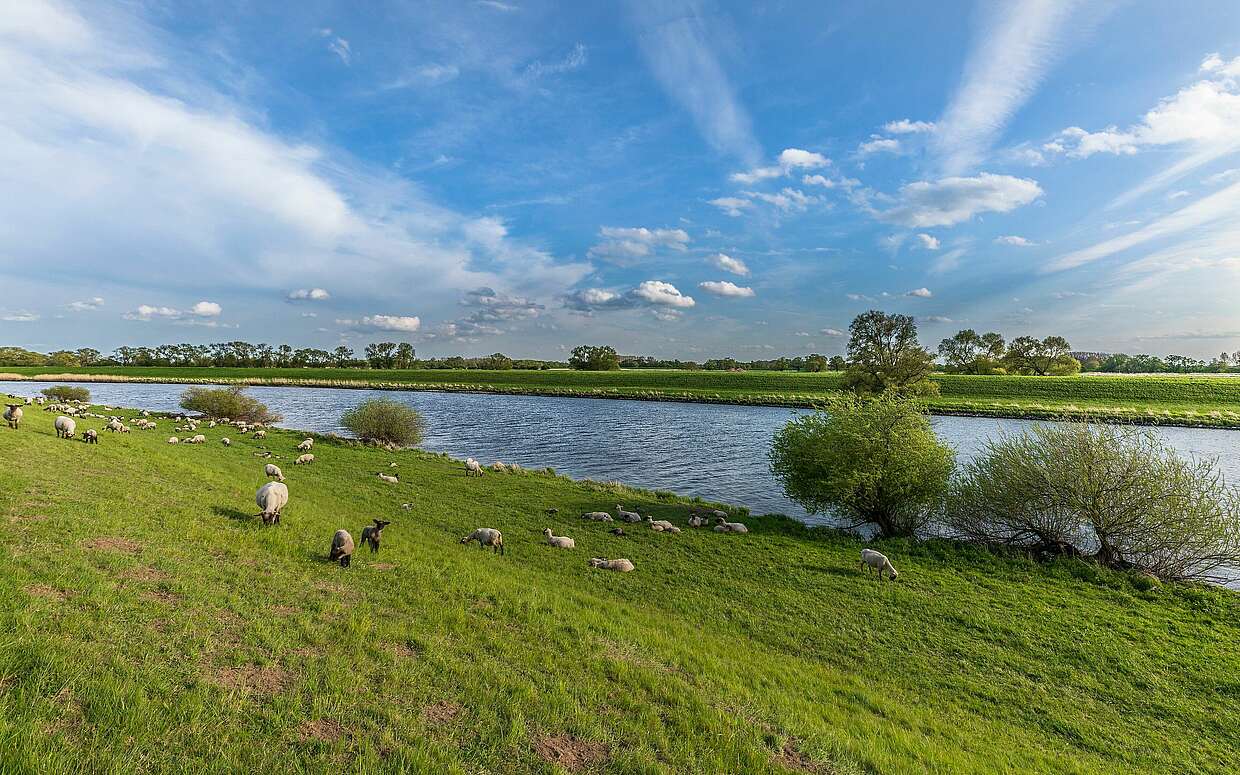 Eine Schafsherde am Ufer der Elbe