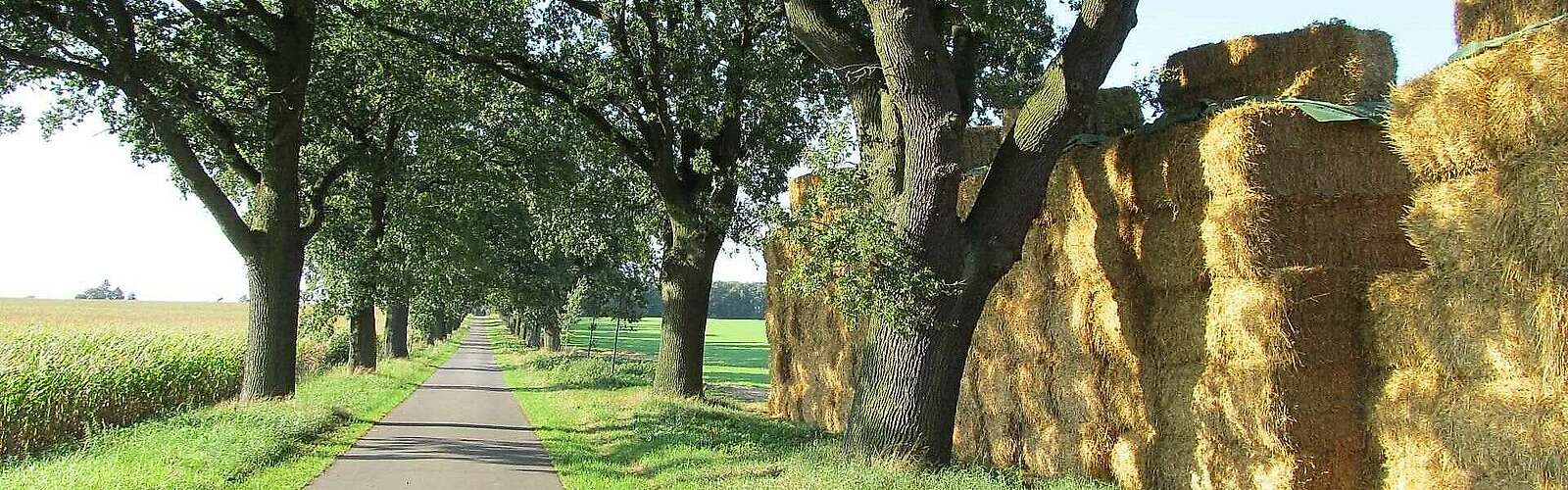 Heuballen am Oderbruchbahnradweg,
            
        
                Foto: TMB Tourismus-Marketing Brandenburg GmbH/Matthias Fricke