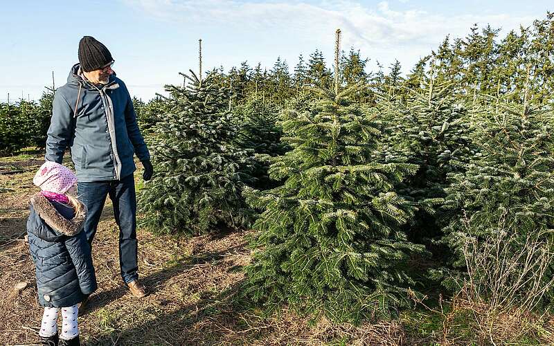 



    
        
                Weihnachtsbaumschlagen auf dem Werderaner Tannenhof,
            
        
                Foto: TMB Tourismus-Marketing Brandenburg GmbH/Steffen Lehmann
            
    
