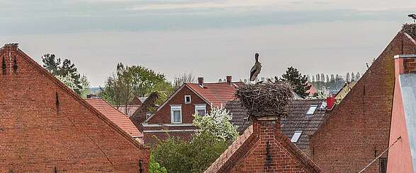 Störche gucken in der Prignitz