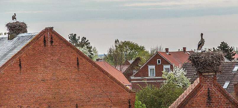 Störche gucken in der Prignitz