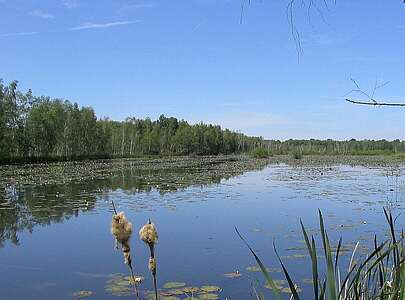 Seerosen im Naturschutzgebiet "Der Loben"