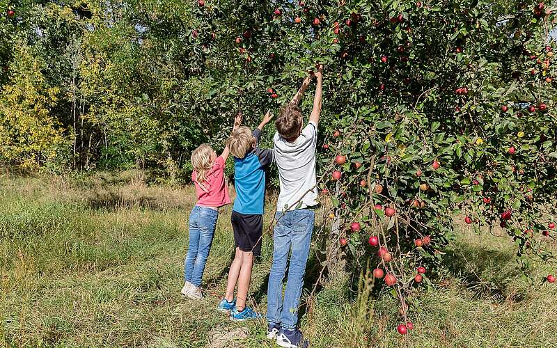 



        
            Äpfel pflückende Kinder,
        
    

        Foto: Stadt Mittenwalde/Fotograf / Lizenz - Media Import
    