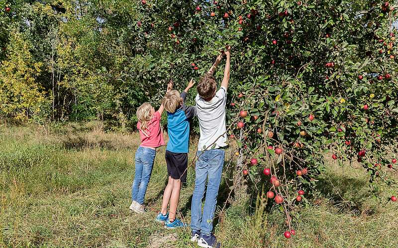 



    
        
                Äpfel pflückende Kinder,
            
        
                Foto: Stadt Mittenwalde/Kein Urheber bekannt
            
    
