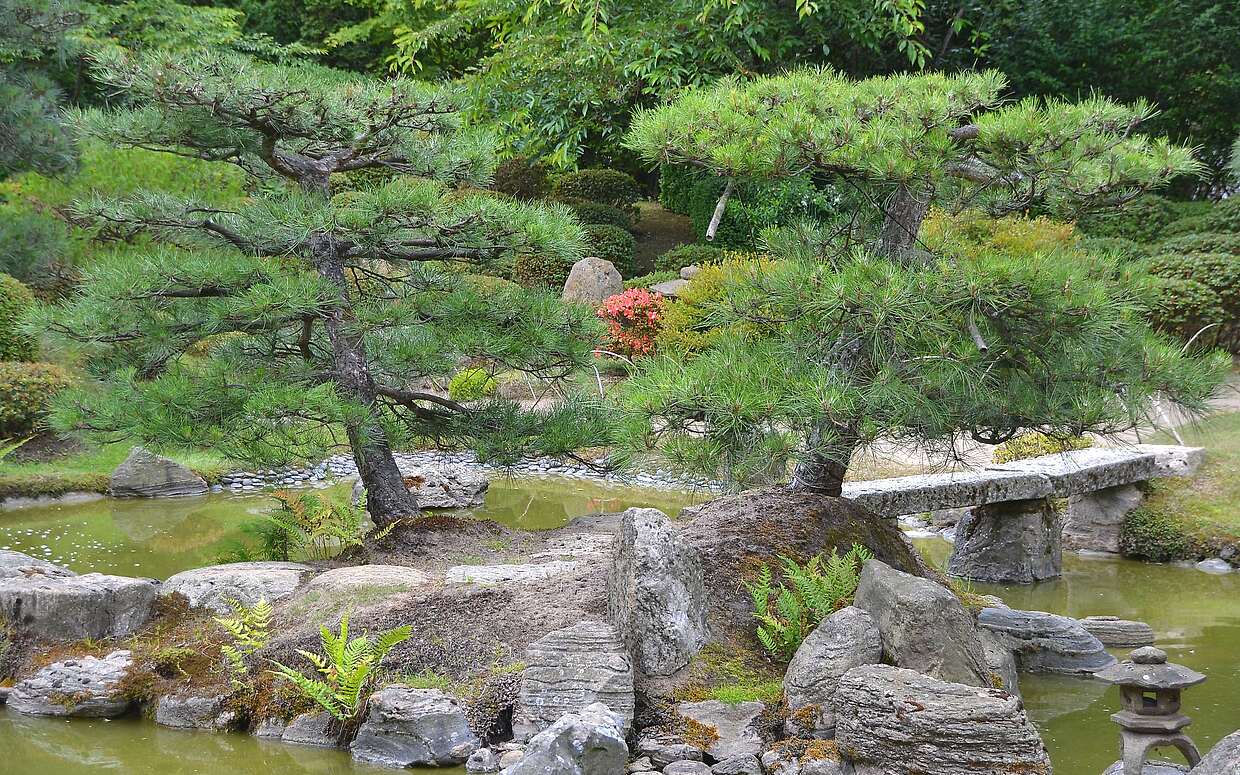 Kleine Insel mit Kiefern im Bonsaigarten in Ferch