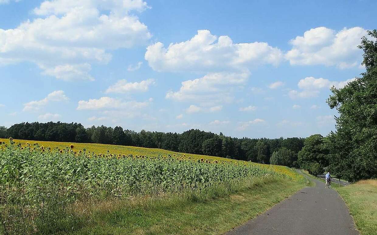 Farbenfrohe Begleiter am Wegesrand: Sonnenblumenfeld in der Schorfheide.