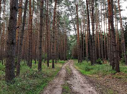 Findlingswanderweg im Hohen Fläming