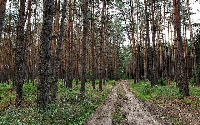 Findlingswanderweg im Hohen Fläming