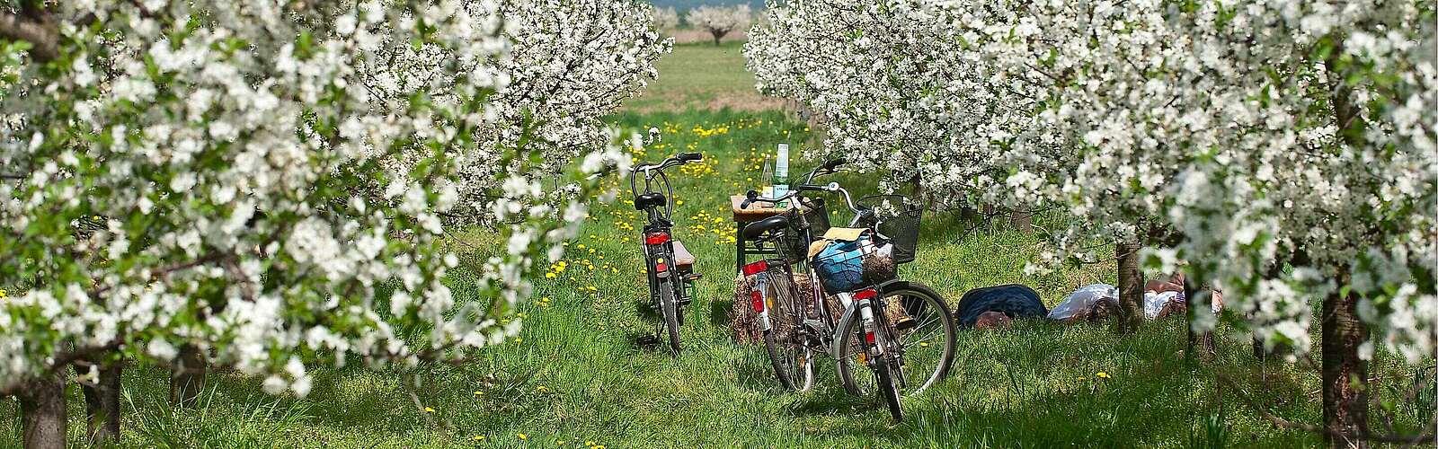 Radfahrer in Werder (Havel) zur Baumblüte,
            
        
                Foto: TMB Tourismus-Marketing Brandenburg GmbH/Yorck Maecke