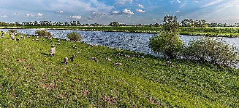 An der Elbe bei Rühstädt