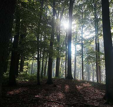 Expedition in die Wildnis