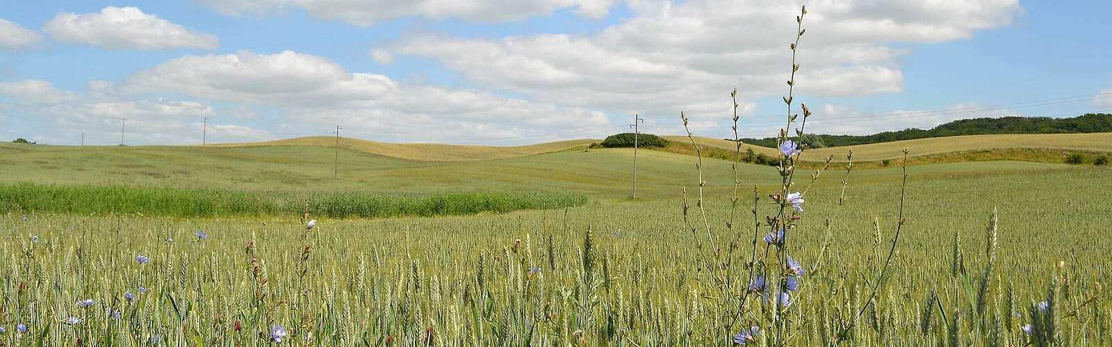 Kornfeld in der Uckermark,
            
        
                Foto: TMB Tourismus-Marketing Brandenburg GmbH/Matthias Schäfer