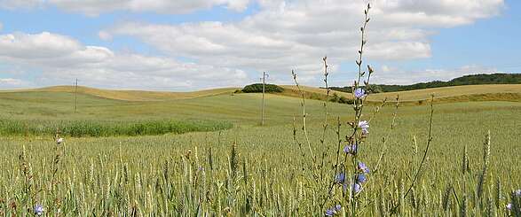 Kornfeld in der Uckermark