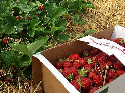 Erdbeeren selbst pflücken