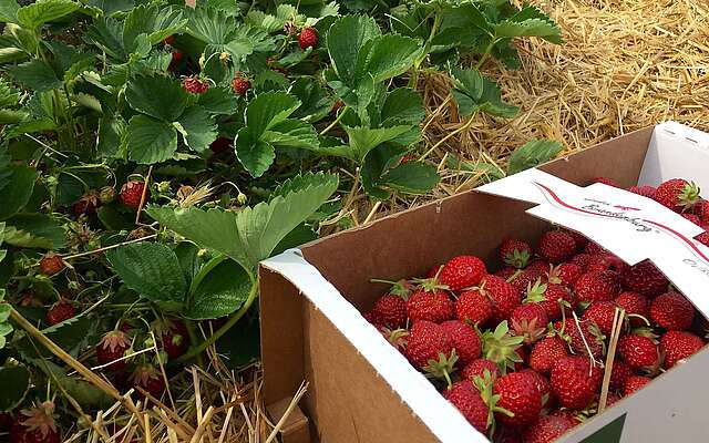 Erdbeeren selbst pflücken