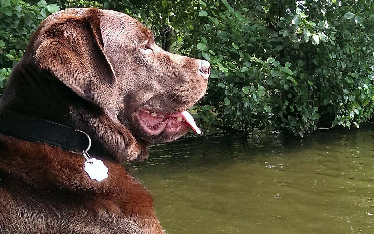Otto gefällt es am besten, wenn er in Brandenburg Wasser in der Nähe hat.