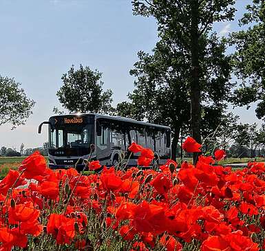 Havelbus in der Natur