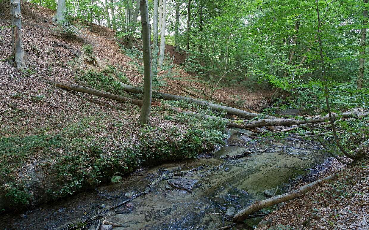 Das Hellmühler Fließ im Biesenthaler Becken
