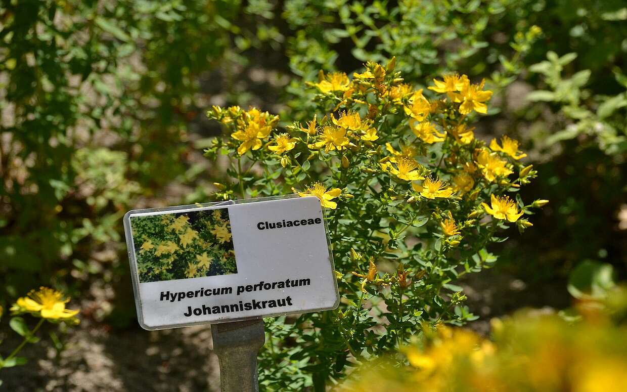 Das gelb blühende Johanniskraut wirkt beruhigend und hilft gegen Nervosität.