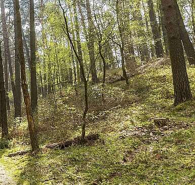 Rummel im Naturpark Hoher Fläming