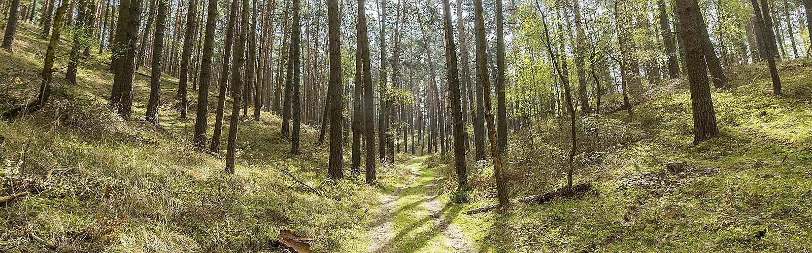 Rummel im Naturpark Hoher Fläming,
            
        
                Foto: TMB Tourismus-Marketing Brandenburg GmbH/Steffen Lehmann