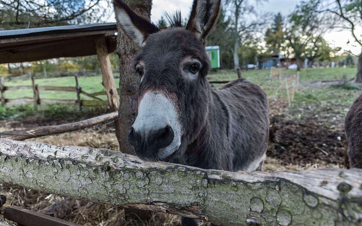 Esel auf Gut Boltenhof